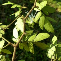 Thailentadopsis nitida (Vahl) G.P.Lewis & Schrire